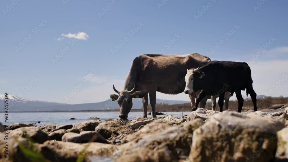 Two brown cows and a black bull with a white muzzle drink water standing on the rocky shore of a picturesque clean mountain fresh lake with a landscape of snowy mountain peaks. domestic cattle Two brown cows and a black bull with a white muzzle drink water standing on the rocky shore of a picturesque clean mountain fresh lake with a landscape of snowy mountain peaks. domestic cattle