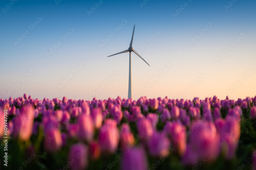 A field of tulips during sunset. A wind generator in a field in the Netherlands. Green energy production. Landscape with flowers during sunset. Flevoland, Netherlands.