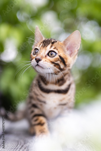 A cute kitten with green background outdoors