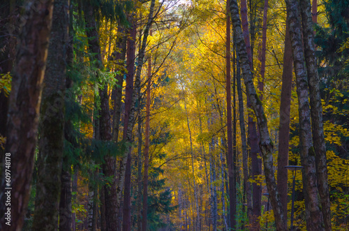 dark autumn forest on a sunny day
