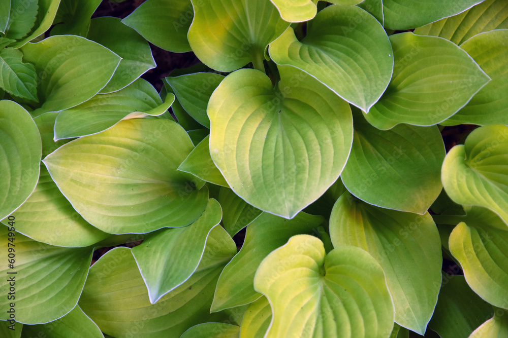 Green and yellow hosta plant in the garden.