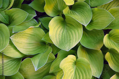 Obraz na płótnie Green and yellow hosta plant in the garden. w salonie