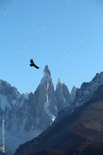 Condor patagonic in Chalten Argentina. © manufavalos