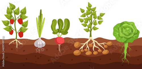 Cross-section View Of Vegetable Bell Pepper, Garlic, Radish, Potato and Cabbage Growth In Ground, Revealing Roots
