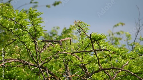 Bird Hobby Falco subbuteo in the wild. Two birds fly down from a tree. The bird flying away holds prey in its paw. photo