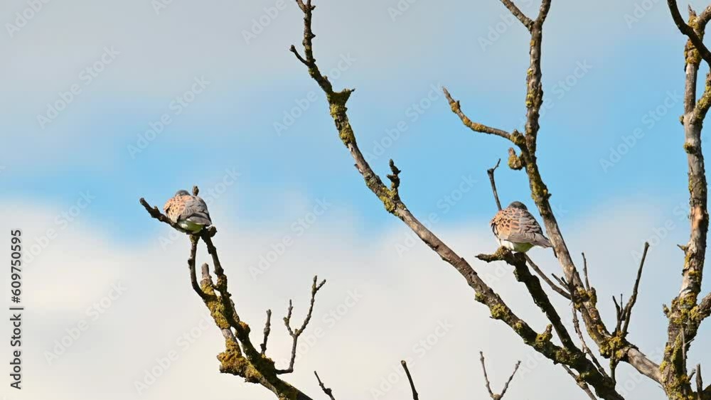 Alert european turtle dove, streptopelia turtur. Wild bird perched in treetops and flying away. Alert european turtle dove, streptopelia turtur. Wild bird perched in treetops and flying away.