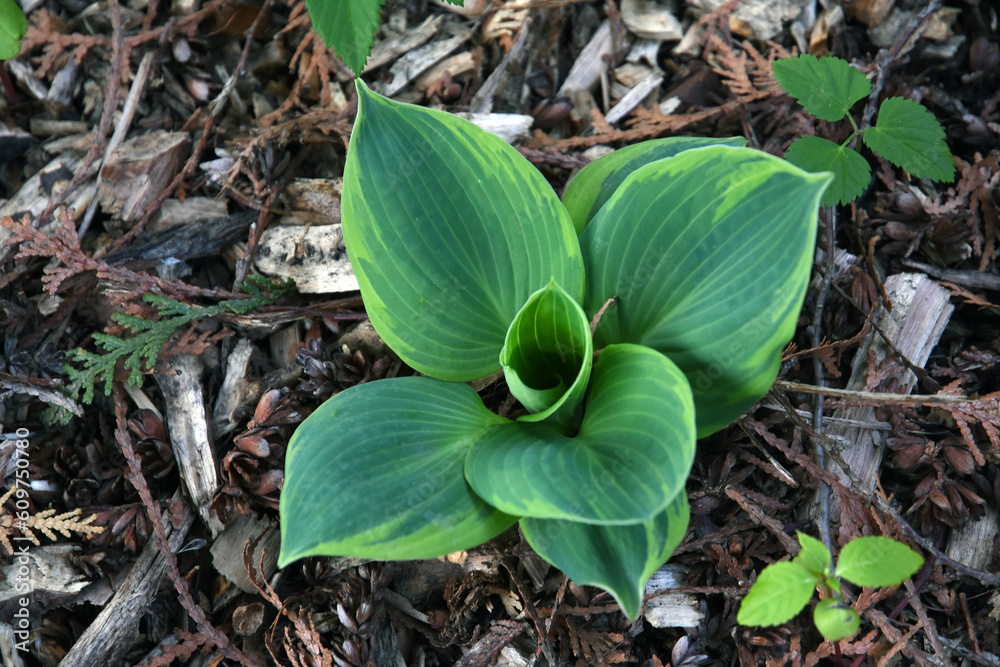 Green and yellow hosta plant in the garden.