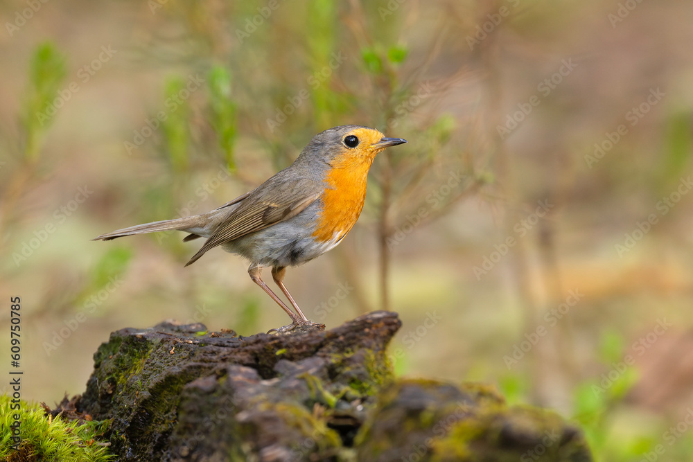 Rudzik, raszka (Erithacus rubecula) Rudzik, raszka (Erithacus rubecula)