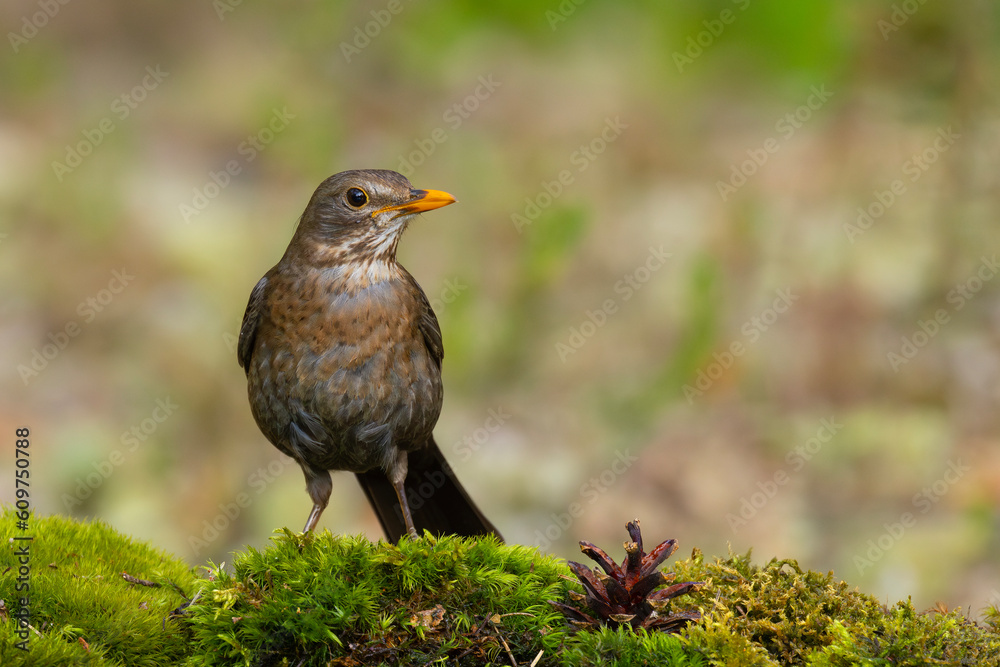 Fototapeta premium Kos (Turdus merula)
