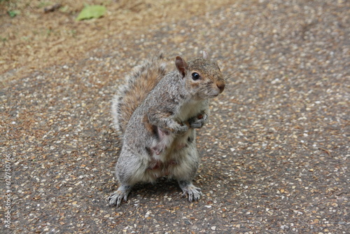 Ardilla buscando comida en un parque