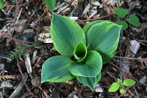 Obraz na płótnie Green and yellow hosta plant in the garden. w salonie