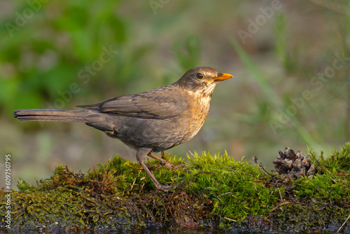 Kos (Turdus merula)