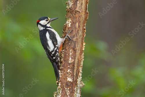 Dzięcioł duży (Dendrocopos major)