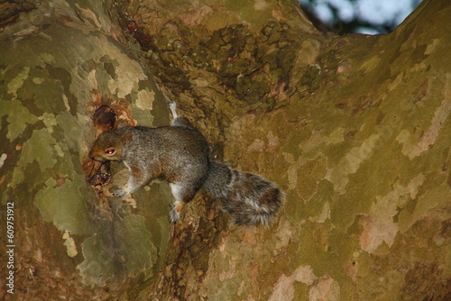 Ardilla en busca de comida en un parque de ciudad