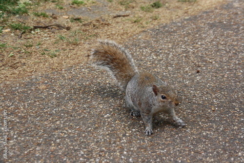 Ardilla en busca de comida en un parque de ciudad
