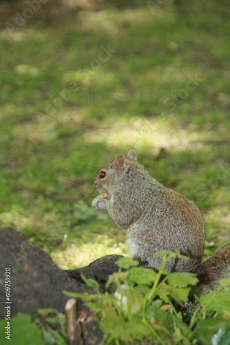 Ardilla en busca de comida en un parque de ciudad