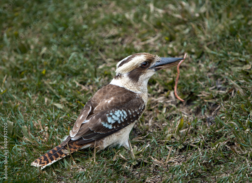 Obraz premium Laughing kookaburra eating worm