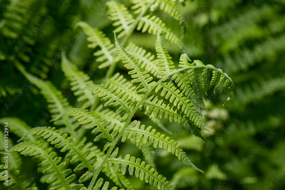 Obraz premium A close up of a fern frond with others blurred in the background. There are many shades of green with deep shadows surrounding.