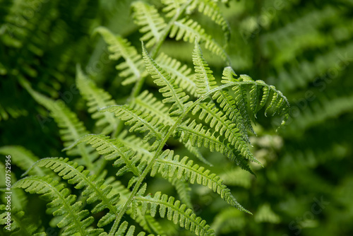 A close up of a fern frond with others blurred in the background. There are many shades of green with deep shadows surrounding.