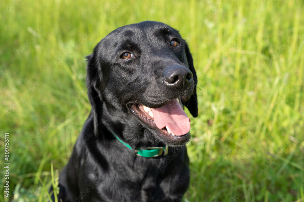 Adorable young black labrador puppy dog sits with his tongue out in a grassy field, looking at camera