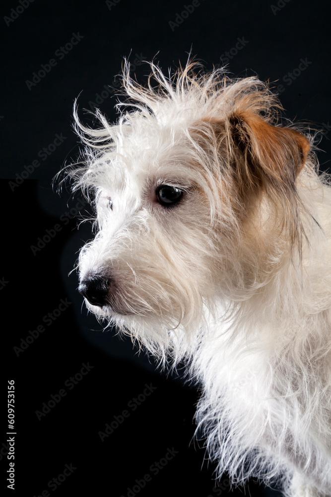 Wire Hair Jack Russell terrier Wire Hair Jack Russell terrier