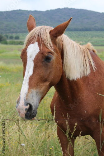 the horse