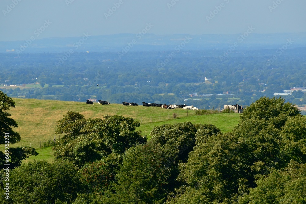 Herd of cows resting on the hill pastures in summer, Disley, Stockport, England, UK