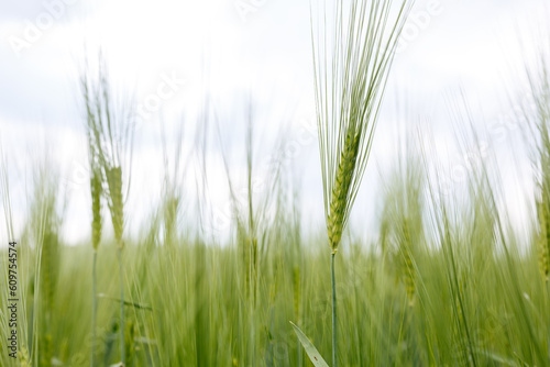 close up view of ear of wheat in a big field