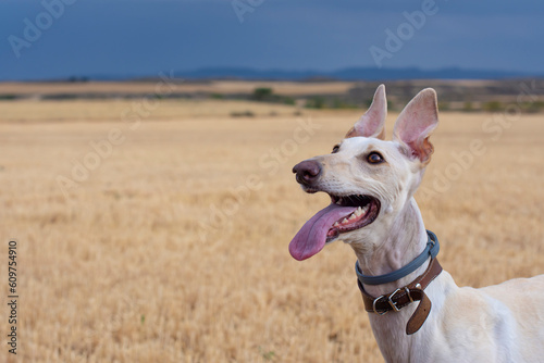 Portrait of adorable greyhound enjoying in nature