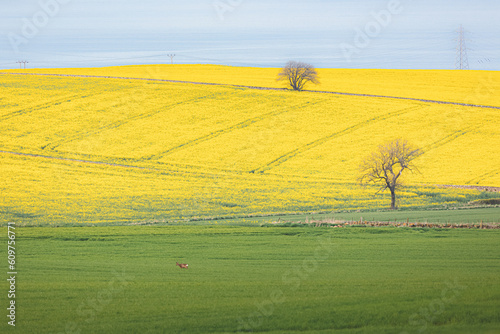 Spring field of bright yellow rapeseed crop in the farmland countryside near Kinghorn, Fife along the Firth of Forth in Scotland, UK. photo