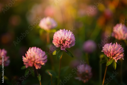 Red clover flower Trifolium pratense close-up.