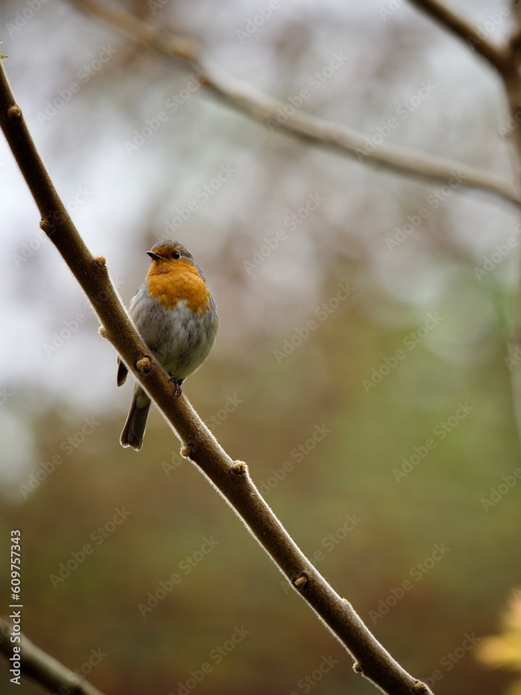 Robin Perched in a Tree Robin Perched in a Tree