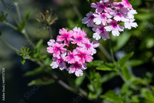 Verbena, also known as vervain or verveine. Close up on the inflorescence of this plant. This species produces variegated flowers.