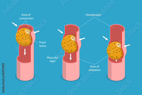 3D Isometric Flat Vector Conceptual Illustration of Peristalsis, Swallow Eating Problem photo