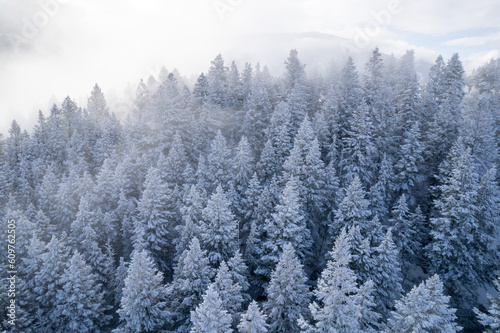 Fototapeta Naklejka Na Ścianę i Meble -  Snowy Pine Forest 