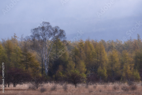 autumn in the forest