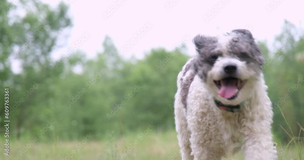 Happy mixed breed dog wearing dog collar running through green field, slow motion Happy mixed breed dog wearing dog collar running through green field, slow motion