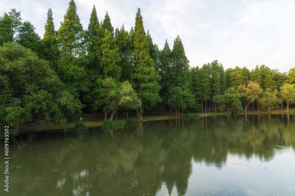 Green trees reflected in water in park