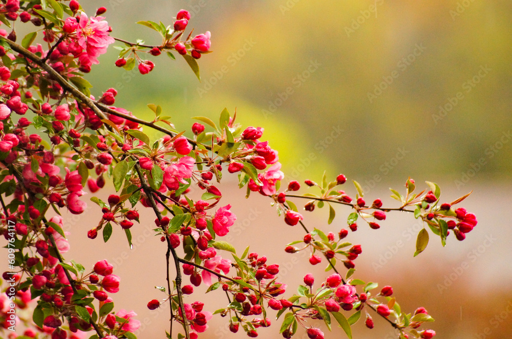 cherry blossom cherry blossom