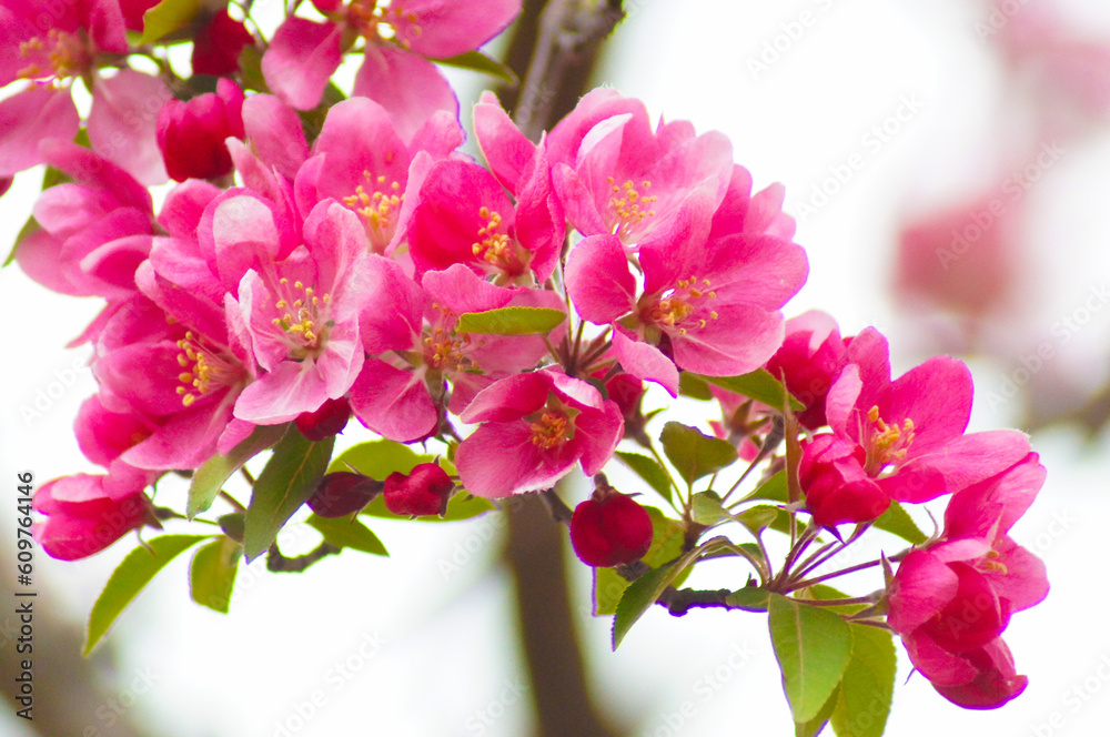 pink and white flowers pink and white flowers