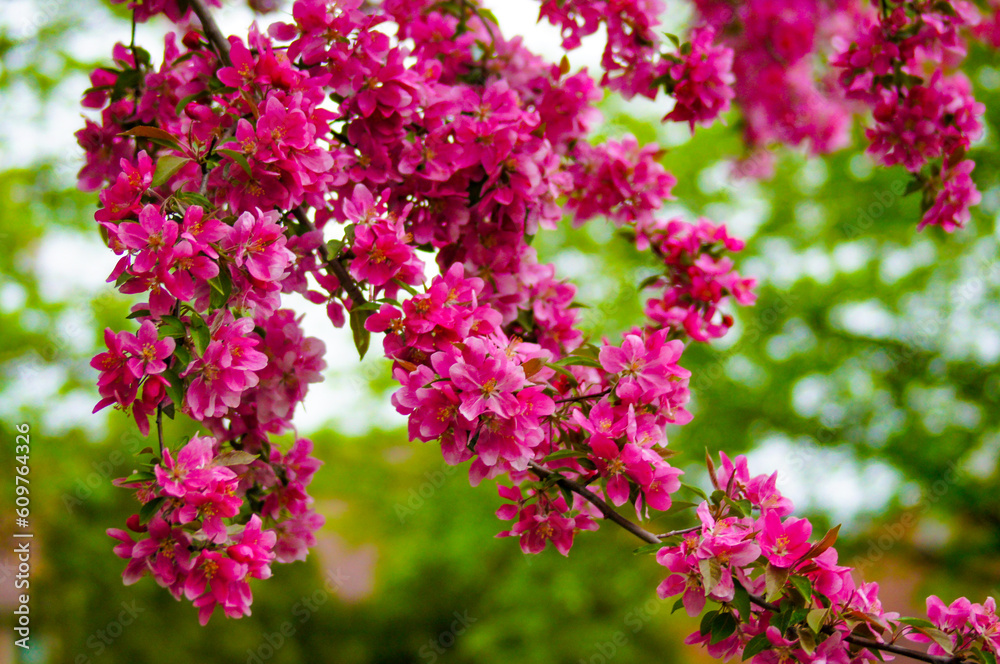 Fototapeta premium pink flowers in the garden
