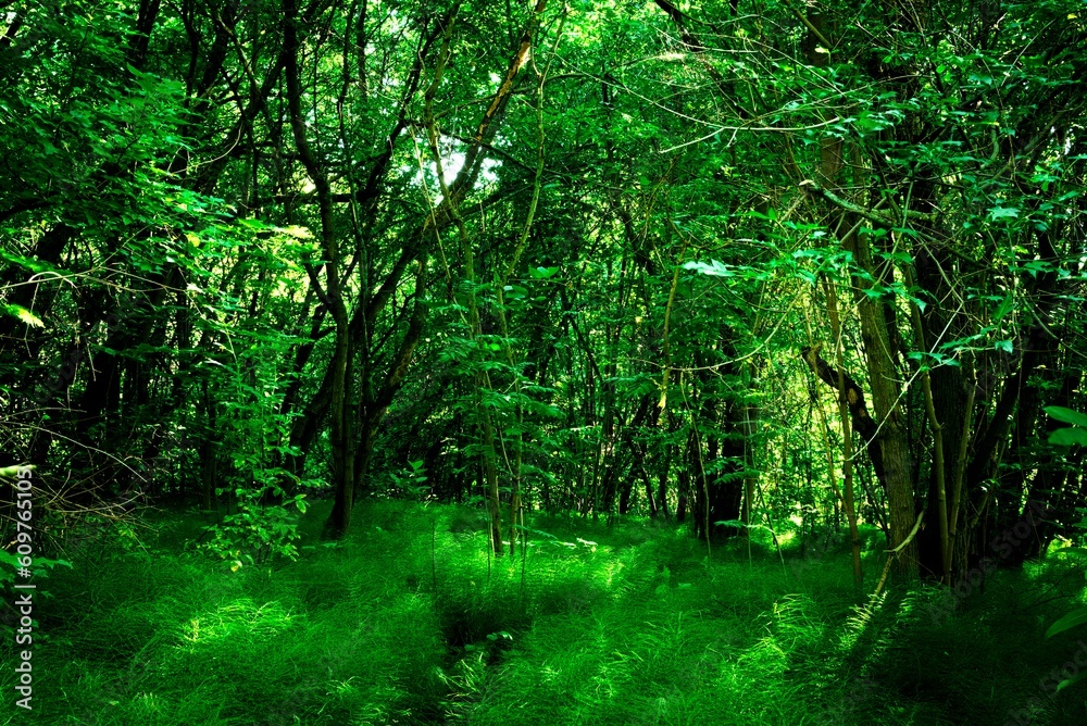 Obraz premium Horsetail forest