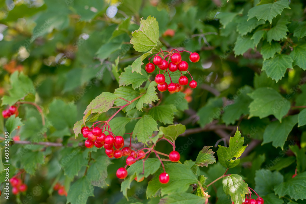 Highbush Cranberry Growing Wild In August Highbush Cranberry Growing Wild In August