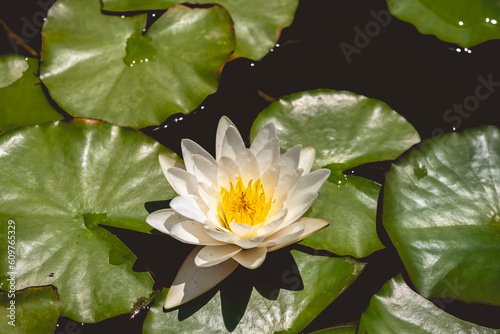 Floating beauty  a big white lotus flower blooming surrounded with graceful leaves in a calm and serene pond with plenty of copy space