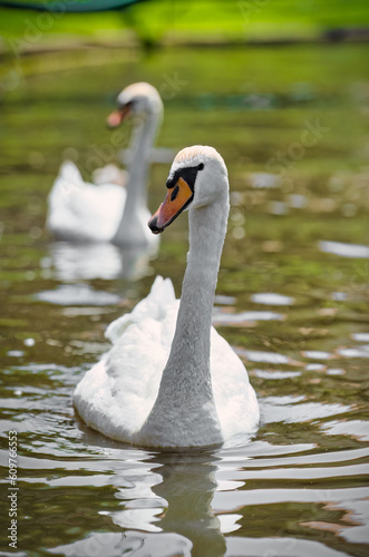 swan on the lake