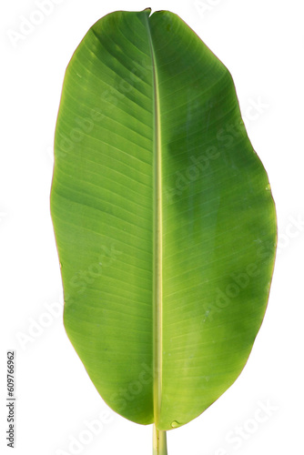 Close-up of banana leaf isolated on white background.Fresh green Banana Leaf Banana leaf tropical ..Fresh banana leaf Fresh green Banana.Photo concept of fresh whole banana and nature background.