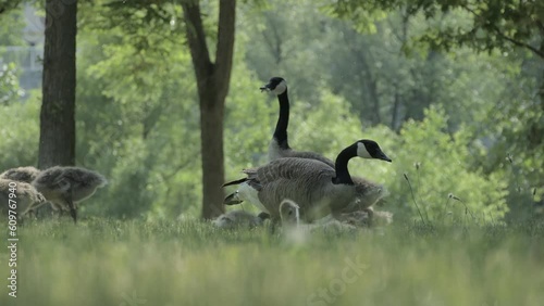 Canadian Goose