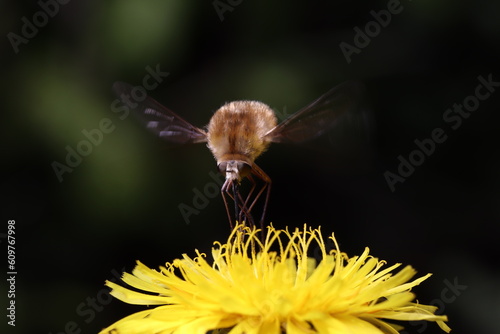 Insecto en el aire extrayendo néctar para alimentarse