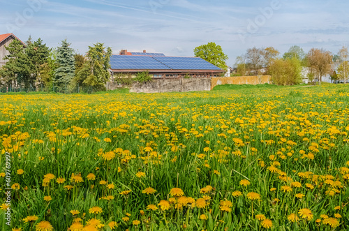 Tranquil European Landscape - Green Grass and Yellow Dandelions
