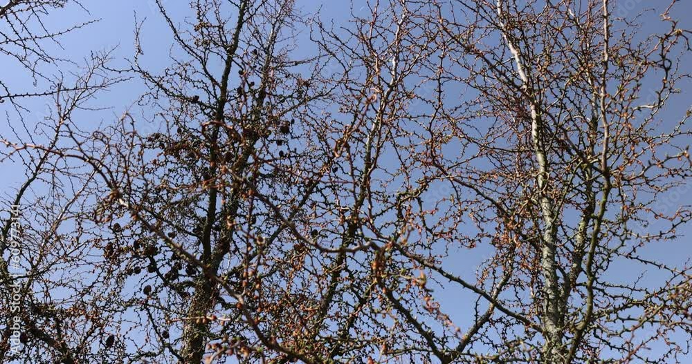 larch tree in sunny weather in early spring, young larch without foliage in early spring larch tree in sunny weather in early spring, young larch without foliage in early spring